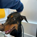 댕댕이 목욕탕 이미지