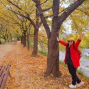 11월9일(수)서울방출석부~*선유도,양화공원,난지공원*평택시티투어*안양천단풍길~♡ 이미지