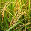 청미천 8 | 이천 쌀의 경쟁력 – 밥맛 차이를 만드는 토양과 수질 요인 분석