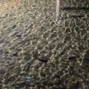 바다E마트