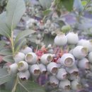 벽진농장 이미지