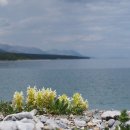 가는용머리 Dracocephalum fragile Turce. 이미지