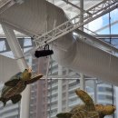 고대1124 | 20241118~1124. 해외여행 왕초보의 호주 여행기 5편_DAY3