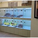 대구강아지분양 마마스미독 본점 이미지