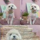 안나 펫 살롱 네이버블로그