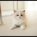 아담스펫 강아지분양 고양이분양 강남점 이미지