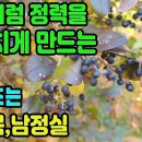 쥐똥나무(남정목, 남정실)―남·여의 정력증진과 성감 강화에 명약! 허약체질 및 양기 부족을 치료, 유정에 효능, 간 및 위장과 신장을 이미지