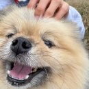 미남메디칼 | 강일웅동물메디컬센터에서 견생 9년차 강아지 첫 스케일링 후기