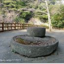 제주 안덕계곡 상록수림 이미지
