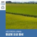 구릉(오성) | 평택시민기자단 | 황금빛 익어가는 오성 들녘
