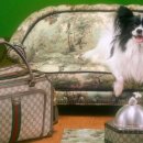 PET.꾸밈 이미지