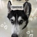 대형생활 | [생활코드] 강아지 배변패드 대형 추천 (제품 사용 후기)