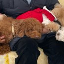 멍줍 강아지 산책 유치원 이미지