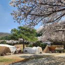 청려수련원 | [화성] 벚꽃캠핑 명당! 동탄 청려수련원 캠핑장 소운동장 A3, A5 사이트