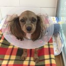 태종동물병원 이미지