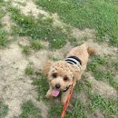 베베그루밍 이미지