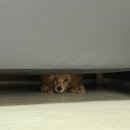 애견미용학원 실견 수업 후기 | 위그 연습과는 차원이 달랐어요 🐾