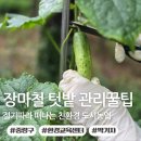 장마철 텃밭관리 오이 흰가루병 해결 절기따라 떠나는 친환경 도시농업 수업후기
