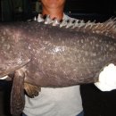 독도바다낚시터 이미지