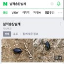 붙박이별 | 입화산 별뜨락 카라반 샛별, 붙박이별 이용후기