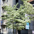 이팝나무 펜션 이미지