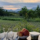 햄릿과 올리브 이미지