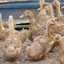 원천오리 이미지