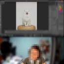 잇츠 | [서울 송파 반려동물 프로필] 잇츠미 스튜디오 후기