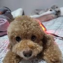 챠밍도그 이미지