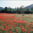 백양 으뜸농장 | 들꽃 찾아 떠나는 테마 여행(메밀꽃 VS 꽃무릇)