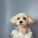 황언니 펫살롱 이미지