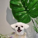 러브펫살롱 이미지