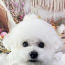 펫살롱 이미지