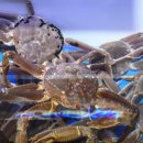 영덕대게거리 이미지