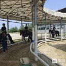 홍성군승마장 이미지