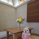 태평한 대평 이미지