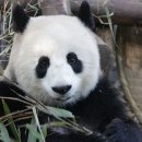 고고판다 이미지