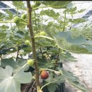 남악농장 이미지