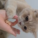 pet288거5655 | 고양이간식트릿 굿포펫 한입큐브트릿 북어 후기