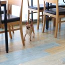 펫이좋아 이미지