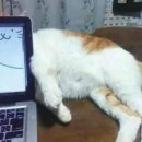 홀리몰리 네이버블로그