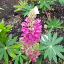 압구정중학교 이미지