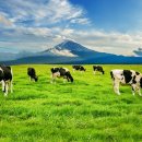 혁신목장 이미지