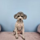 살랑살랑 펫미용 이미지