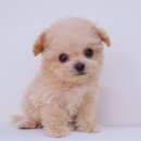 인경켄넬 이미지