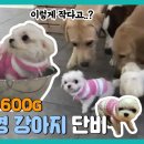 초소형 강아지 이미지