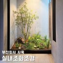 주식회사 에프엘모바일코리아 | 회사실내조경, 부산 사옥 실내 리얼 조화이끼조경 및 자체제작 대형 아카시아 조화나무