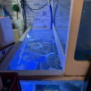 배방읍 모산로126번길 | 아산 배방 횟집 활어마을 대방어 대짜리 포장 이번년도 첫 방어 솔직후기