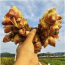 우리농수산 - 안양시 만안구 안양로454번길 9 | 국산 생강 경북 깐생강 세척 제철 1kg 대한민국농수산 활용 후기