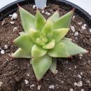 별따오기 이미지